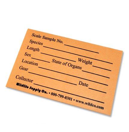 Fish Scale Envelopes Fish Scale Envelopes